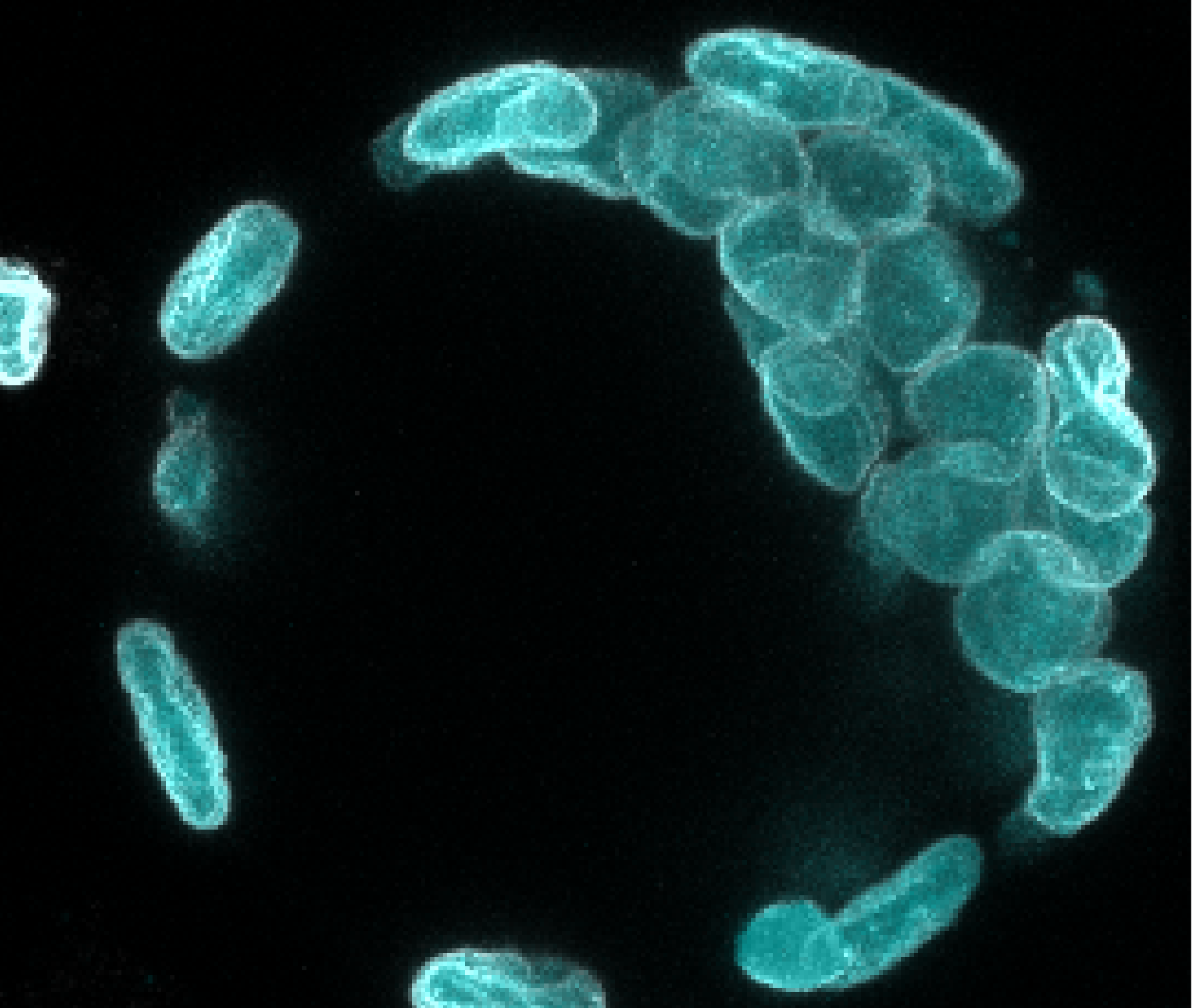 Maximum intensity projection of a 51-plane slab: every nucleus crisp and separate, bright cyan on black, with chromatin texture visible inside each one