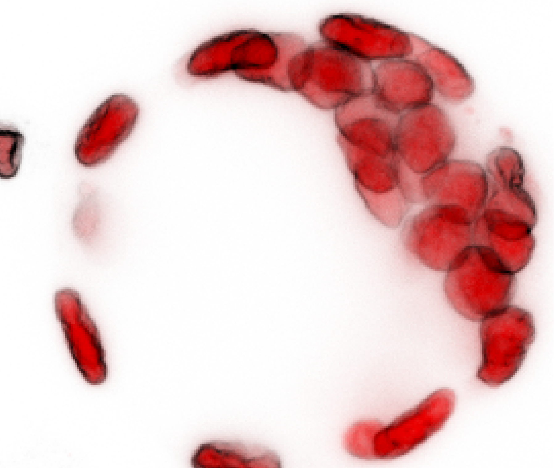 Mean projection of the same slab, inverted: the same nuclei rendered soft and pale on white, with overlapping nuclei showing as darker patches